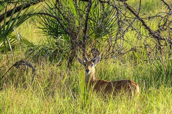 saadani safari lodge bush river beach