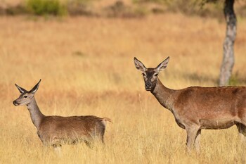 apartamentos barbancho