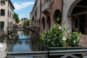 treviso