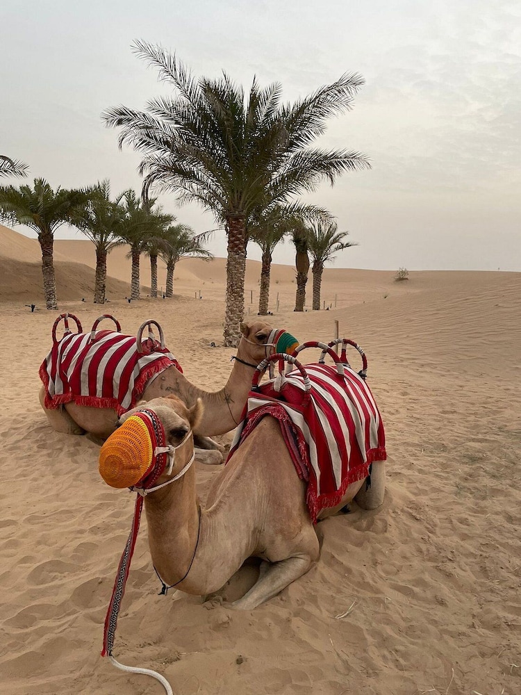 al khayma camp elite camping and dining in experience