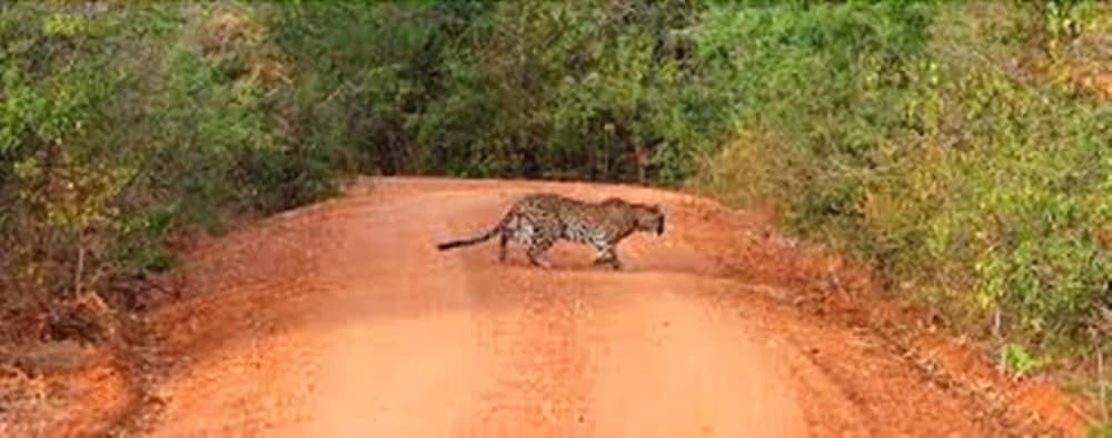 leopard trails yala