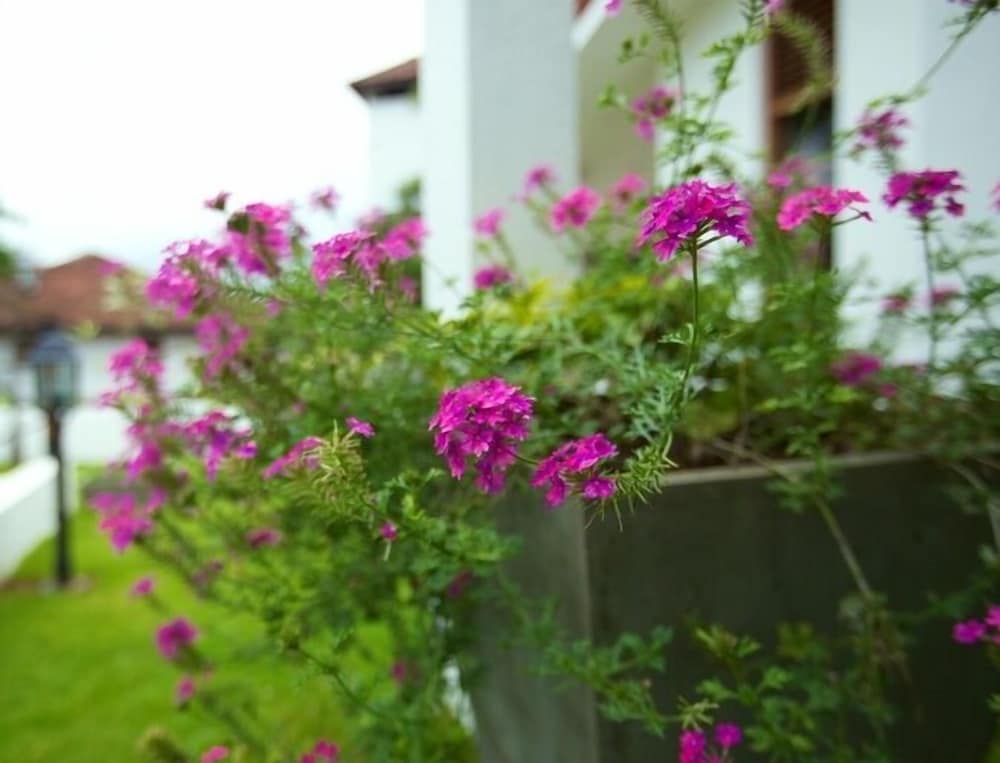 clove villa