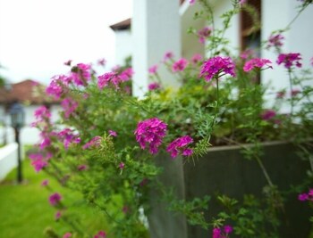 clove villa