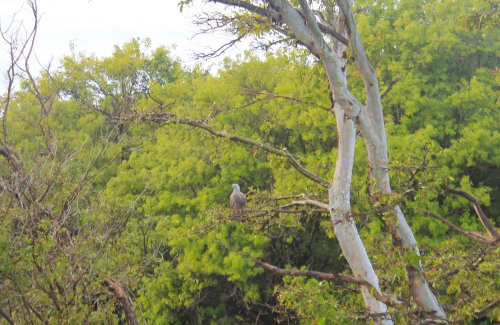 camellia resort and spa