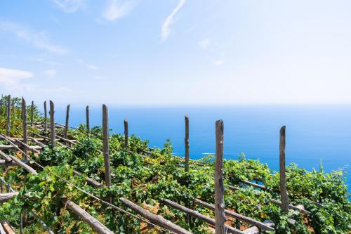 la vigna di bacco