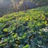 prakriti resort and organic farm