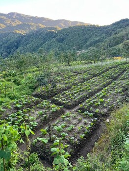 prakriti resort and organic farm