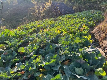 prakriti resort and organic farm