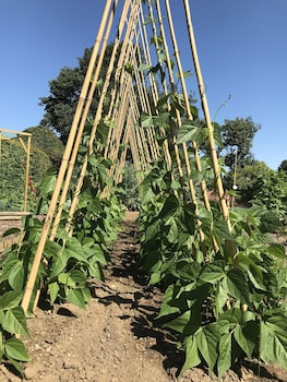 hintlesham hall hotel