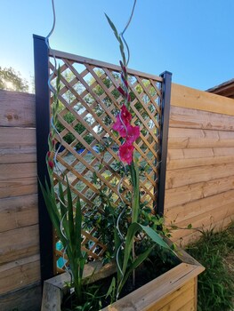 le cocon de lily