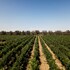 masseria torleanzi wine relais