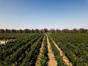 masseria torleanzi wine relais