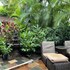 papaya suite