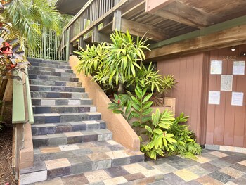 papaya suite