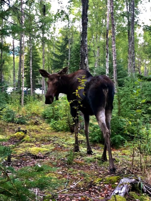 alaska lake and lodge at longmere