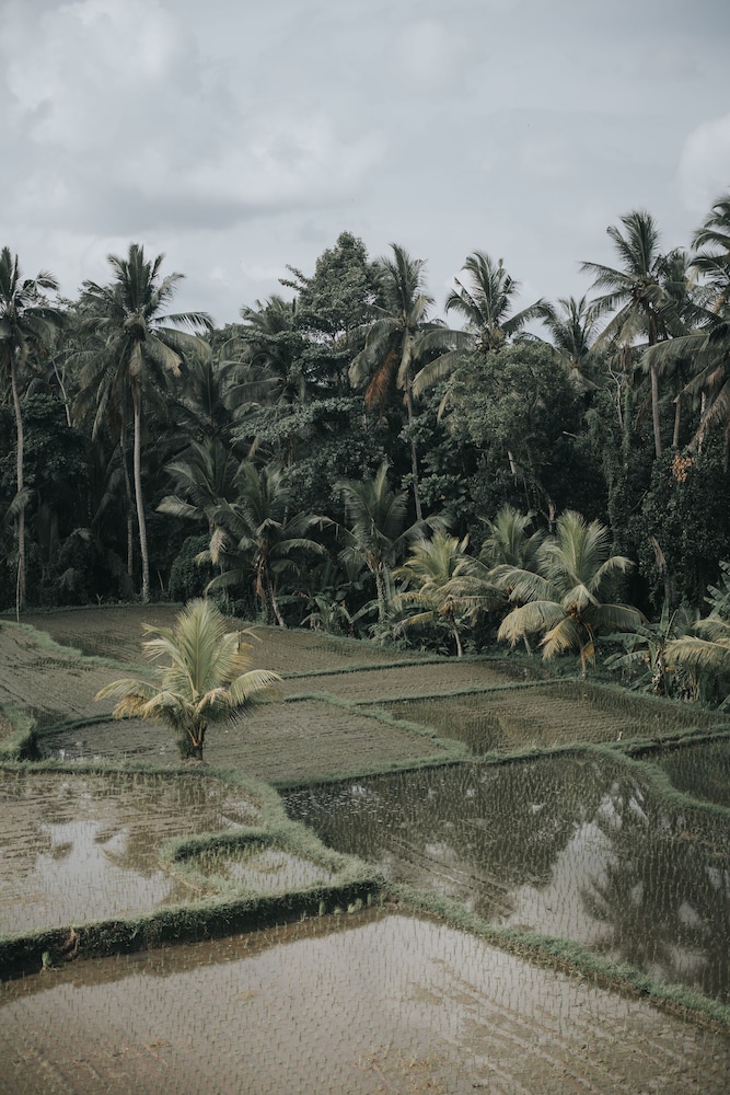 the ning resort ubud