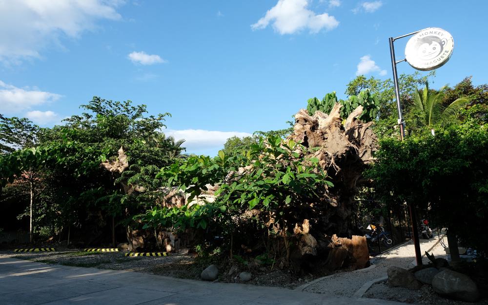 mad monkey dumaguete