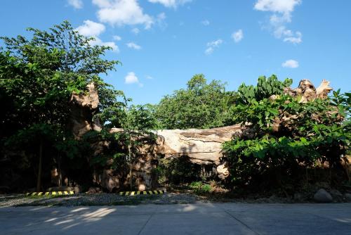 mad monkey dumaguete