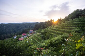 vineyard cottage sonce