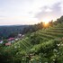 vineyard cottage sonce