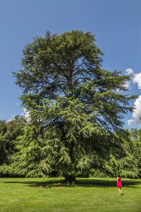 tenuta guinigi antico borgo di matraia