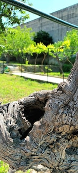 villa sine tempore fumarola