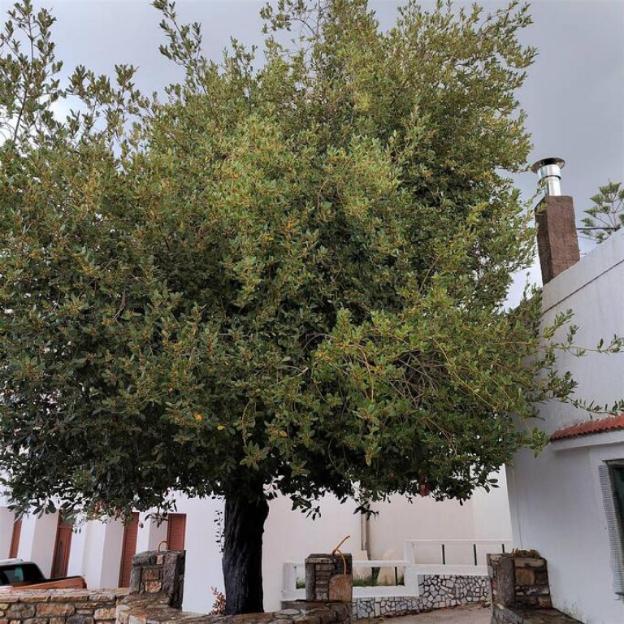 laurel lk houses in kritinia rhodes