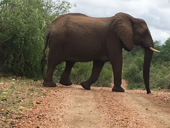 balule bushveld safari lodge
