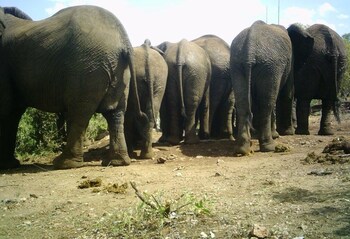 balule bushveld safari lodge
