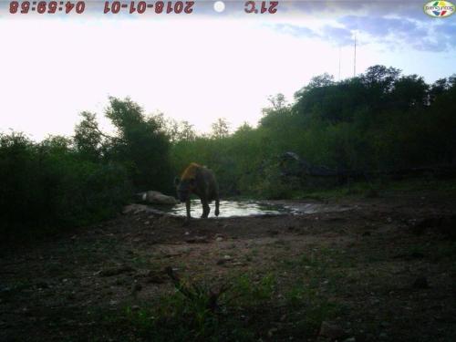 balule bushveld safari lodge