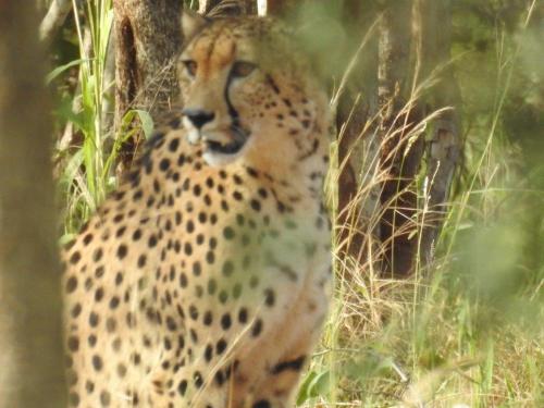 balule bushveld safari lodge