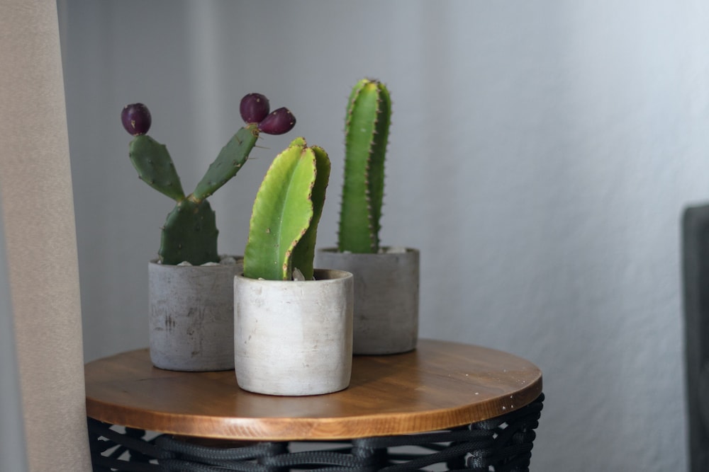 moonlight apartments and suites