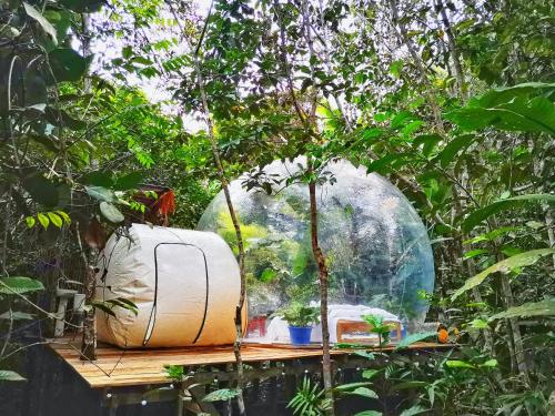 glamping amazonas