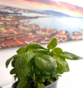gaisa naples bed and breakfast