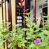 homestay song thien