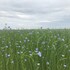 parc beausejour dieppe