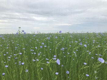 parc beausejour dieppe