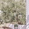 andros