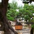 shaoxing