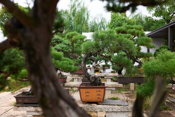 shaoxing