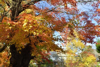 villa saison fuji