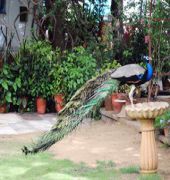 diggi palace jaipur a city center hidden heritage gem