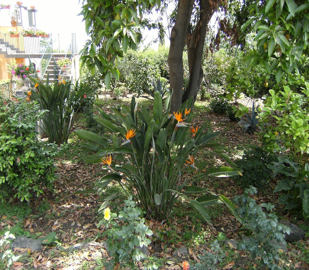giarre