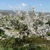 giarre