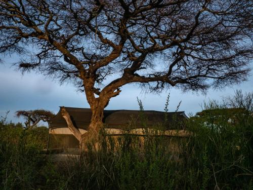 tulia amboseli safari camp