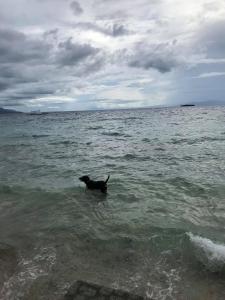moalboal