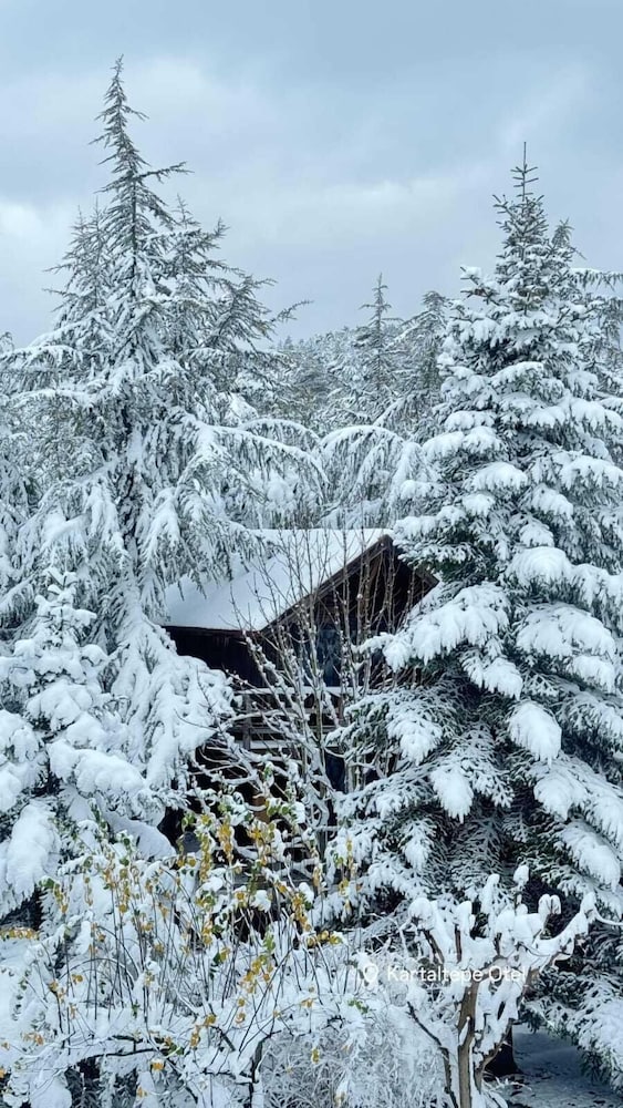 bolu