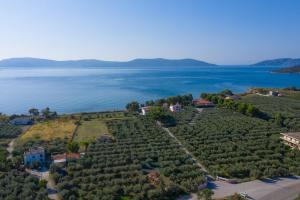 ermionida