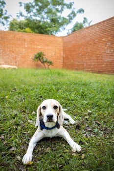 ama stays and trails forest home hosur