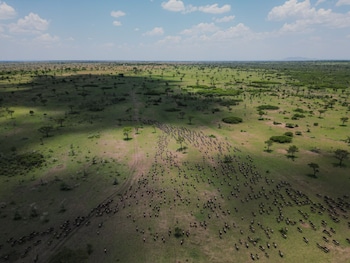 serengeti